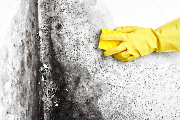 Best HVAC Mold Remediation in Texanna, OK
