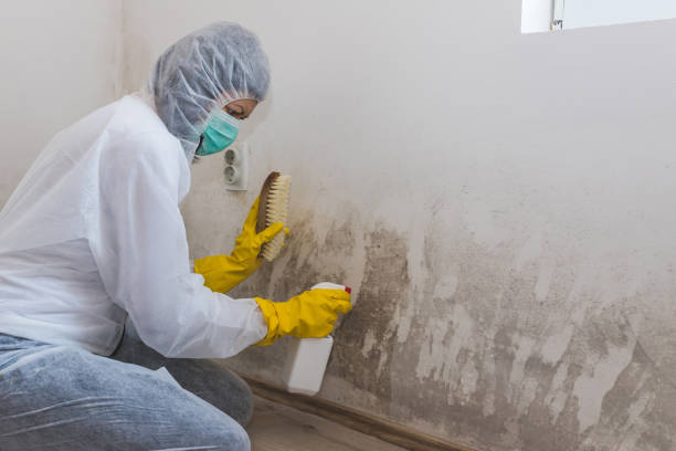 Best Mold Testing and Inspection Services in Texanna, OK