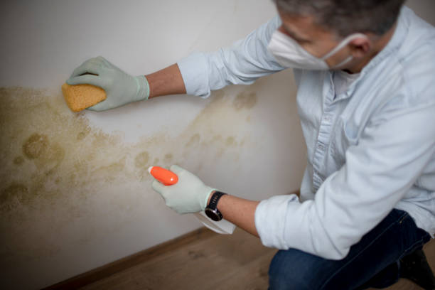 Best White Mold Remediation in Texanna, OK