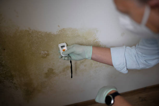 Best Localized Mold Remediation (e.g., coastal areas, humid climates) in Texanna, OK