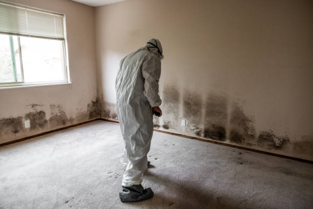 Best Emergency Mold Remediation in Texanna, OK
