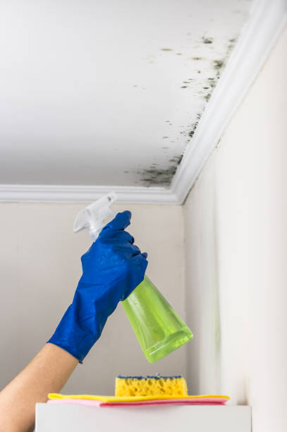 Best Mold Testing and Inspection Services in Texanna, OK